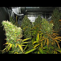 Auto Big Bang Feminised