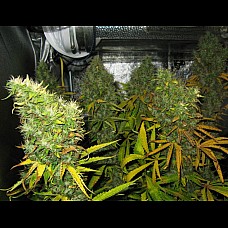 Auto Big Bang Feminised