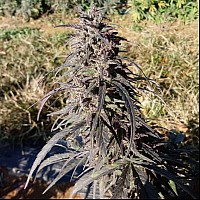 Auto Blueberry Feminised