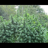 Auto Durman Feminised