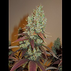 Auto Euphoria Feminised