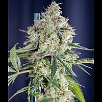 Auto Gagarin Haze Feminised