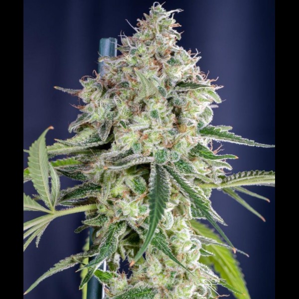 Сорт конопли Auto Gagarin Haze Feminised Сорт конопли Auto Gagarin Haze Feminised