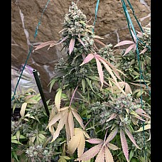 Auto LSD Feminised Auto LSD Feminised