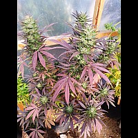 Auto Maria Feminised