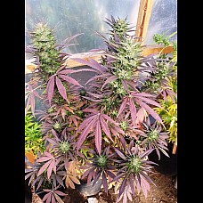 Auto Maria Feminised