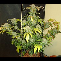 Auto Mazar Feminised