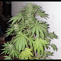 Auto Northern Light Feminised Auto Northern Light Feminised