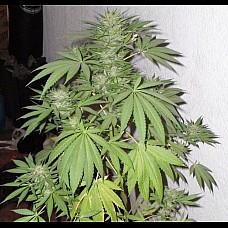 Auto Northern Light Feminised