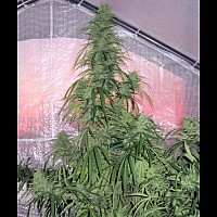 Auto Opium Feminised