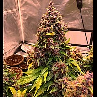 Auto Purple Feminised