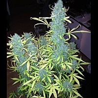 Auto Snow Ryder Feminised