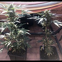 Auto Sweet Tooth Feminised Auto Sweet Tooth Feminised