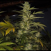 Auto Tutankhamon Feminised Auto Tutankhamon Feminised