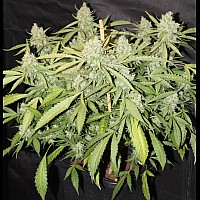 Auto White Russian Feminised