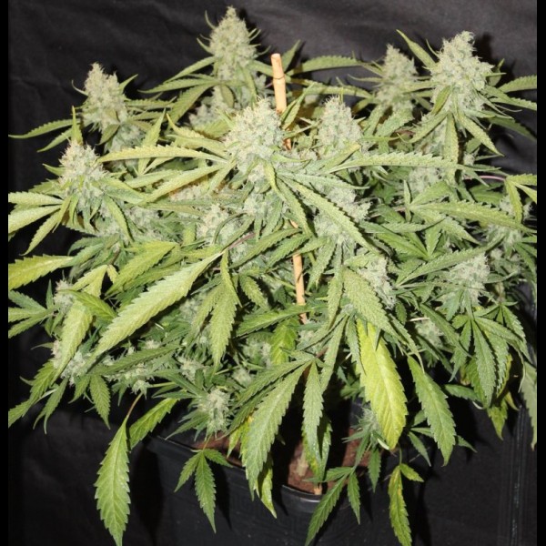 Сорт конопли Auto White Russian Feminised Сорт конопли Auto White Russian Feminised