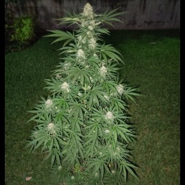 Auto White Russian XXL Feminised