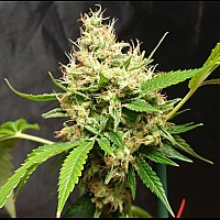 Auto Zkittlez Feminised