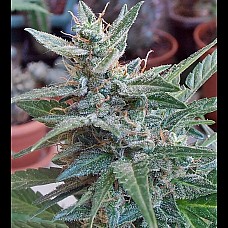 Auto АК-47 Auto АК-47