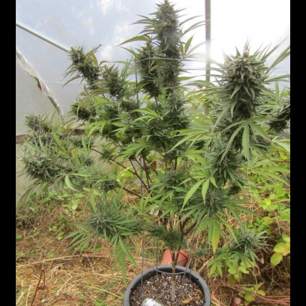Сорт конопли Auto Afghan Bullet Сорт конопли Auto Afghan Bullet