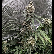 Auto Big Bang Auto Big Bang