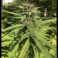 Auto Black Jack