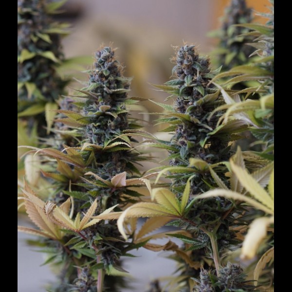 Сорт конопли Auto Critical Сорт конопли Auto Critical