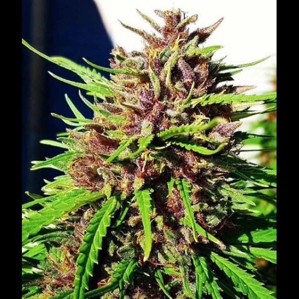 Сорт конопли Auto Crystal METH Сорт конопли Auto Crystal METH
