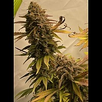 Auto Jack Herer Auto Jack Herer