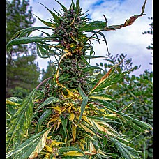 Auto Opium Auto Opium