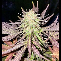 Auto Pineapple Express