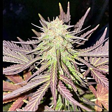 Auto Pineapple Express Auto Pineapple Express