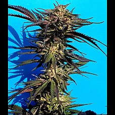 Auto Purple Auto Purple