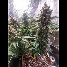 Auto Skunk Auto Skunk