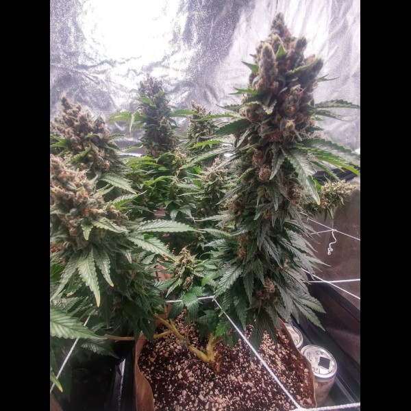 Сорт конопли Auto Skunk Сорт конопли Auto Skunk