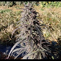 Auto White Diesel Haze Auto White Diesel Haze