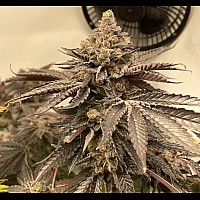 Auto White Russian XXL