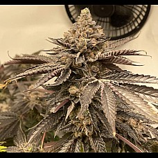 Auto White Russian XXL Auto White Russian XXL