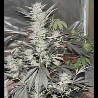 Auto White Widow