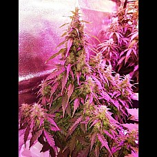 Gorilla Zkittlez Auto