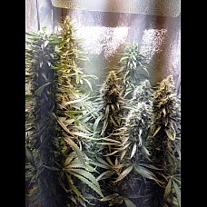 Auto Gagarin Haze Auto Gagarin Haze