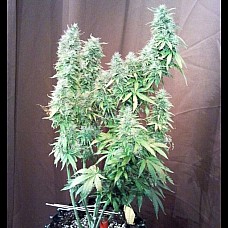 Auto Maria Auto Maria