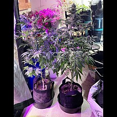 Auto Mazar Auto Mazar