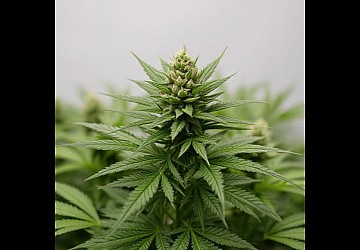 Как сушить коноплю