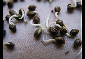 Как прорастить семена конопли