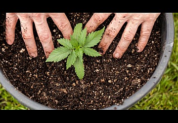 Как выращивать коноплю