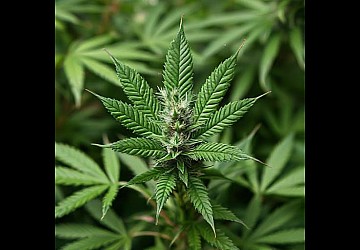 Как отойти от травы быстро