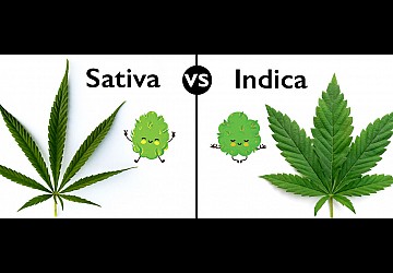 Сатива или индика?