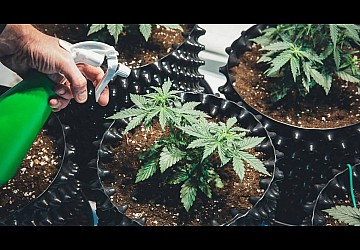 Выращивание марихуаны от семечки до урожая