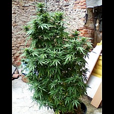 Auto California Orange Feminized (Canadian Seeds)